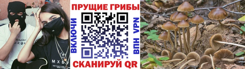 Псилоцибиновые грибы GOLDEN TEACHER где купить Белокуриха